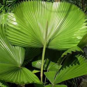 Licuala grandis Palm Tree