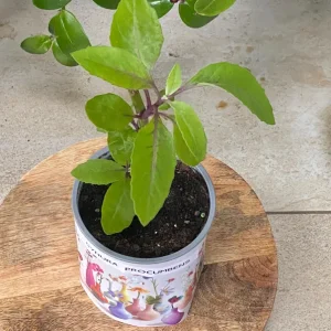 Plant Leaf of Life, Gynura procumbens