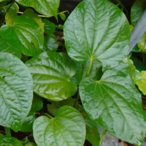 Root Natural BETEL LEAVES LOLOT